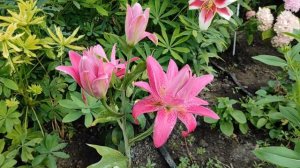 лилия Lotus Wonder ( Лотус Уандер)