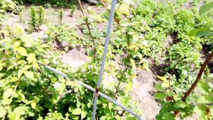 Как цветет Ежевика)