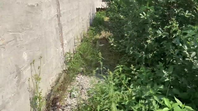 Гусятам Линда две недели( 14-15 дней). Совместное содержание индоутят и гусят Линда на улице. смотреть онлайн