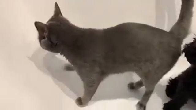 кот негодует когда отключили горячую воду.