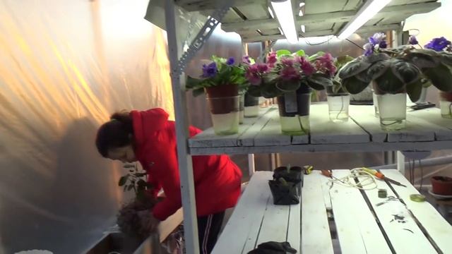 С ПЛИТКОЙ ПОКА ВСЁ / УБИРАЕМСЯ / ПЧЁЛЫ НА ПРОГУЛКЕ / УБИРАЕМСЯ смотреть онлайн