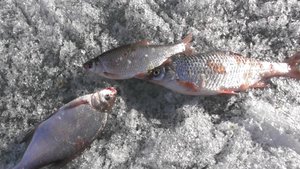 Рыбалка. Ловим плотву больше подлещика.