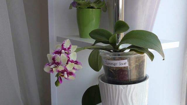 ОРХИДЕЯ Летняя любовь Phal. SUMMER LOVE смотреть онлайн