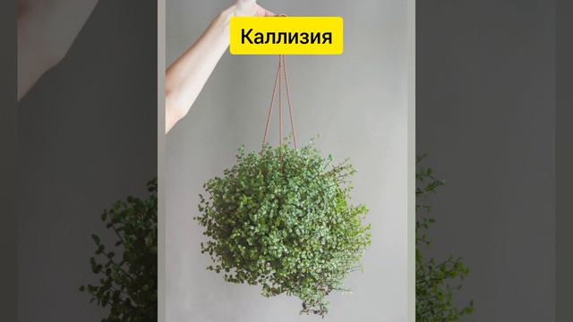 12 растений для зелёной стены в доме! #garden #сад #зелёная #растения #planter