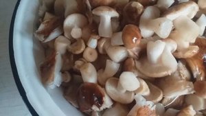Маринованные подтопольники,(рядовки)
