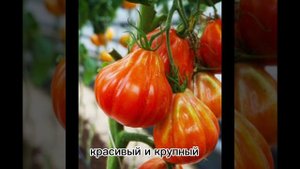 томат Красные дольки
