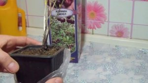 Вишня Канадская. Кармин Джуел. Обзор саженца.