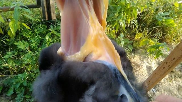 КРОЛИКИ-ЧТОБЫ ПРОКОРМИТЬ СЕБЯ МЯСОМ, ВЫГОДНО ИЛИ НЕТ? смотреть онлайн