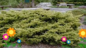 Можжевельник пфитцериана Голд Коаст. Краткий обзор, описание juniperus x pfitzeriana Gold Coast