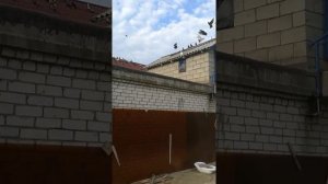 голуби Волгограда