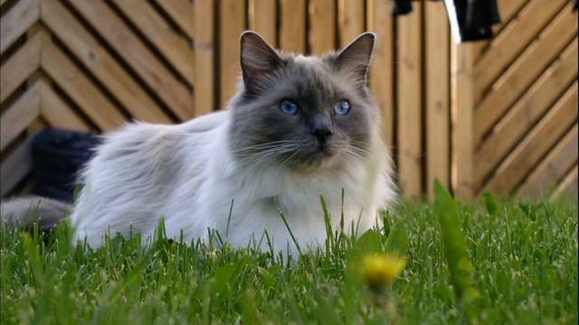 ШОК САМые Красивые Кошки в мире смотреть онлайн