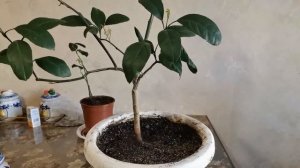 КАК СПАСТИ ЛИМОН / МАНДАРИН / И ДРУГИЕ ЦИТРУСЫ / ЦИТРУСЫ В ДОМЕ