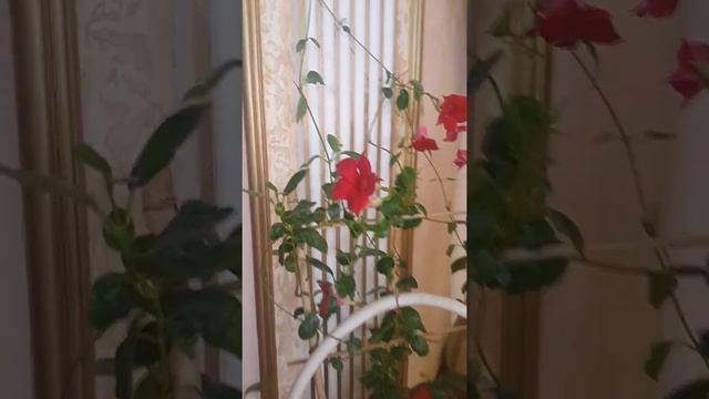 Дипладения (Мандевилла) Весна 22.