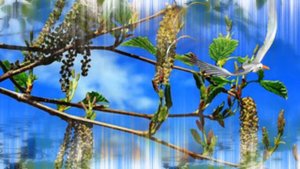 Серёжка ольховая