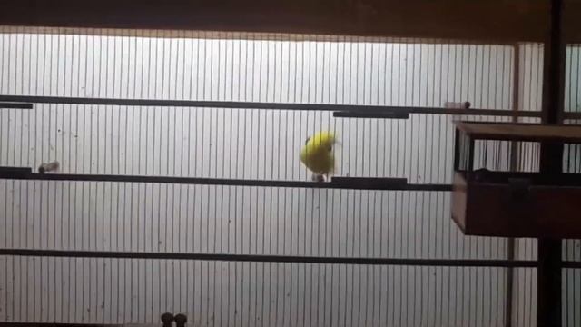 Видео друзей Иволга смотреть онлайн