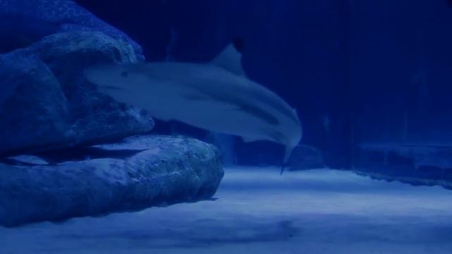 Así murió el último Megalodón смотреть онлайн