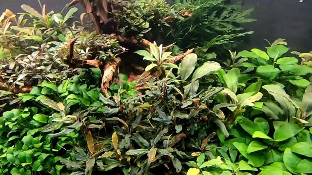 Медленный травник.Полтора месяца спустя. смотреть онлайн