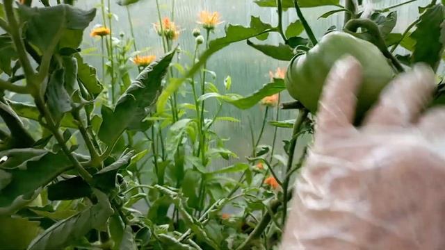 20 июля. Томаты в теплице и на улице. смотреть онлайн