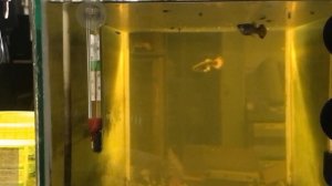 Дневник 18. Уход и разведение гуппи. Выращивание мальков на живых кормах без ограничения....