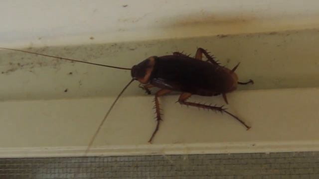 Cucaracha Roja O Americana (Periplaneta Americana) American Cockroach