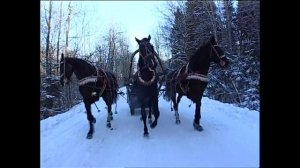 "Играй гармонь". Вологодские казаки на празднике коня.