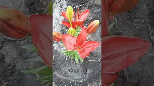 Лилии и лилейники. смотреть онлайн