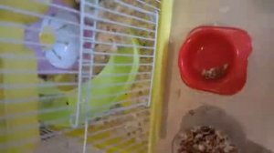 Как  содержать джунгарского хомяка