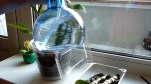 ⚠ Размножаем орхидею Дендробиум нобиле / Dendrobium nobile черенками. Самый простой способ.