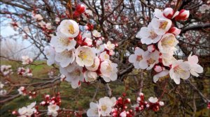 АПРЕЛЬ. ЦВЕТЕНИЕ АБРИКОСА. ПРИАЗОВЬЕ