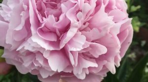 Пион Майра Мак Рей (Myra Mc Rae)