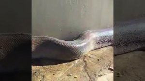 Поймали в Дагестане гигантский змей