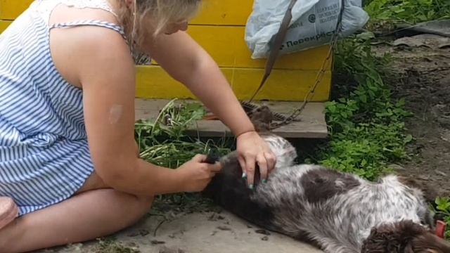 Как защитить ягоды от птиц/стрижем русского спаниеля триммером Kitfort КТ-3131/COUNTRY VLOG смотреть онлайн