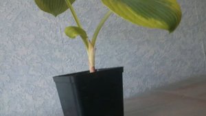 ХОСТА ЗИБОЛЬДА ФРАНС ВИЛЬЯМС. Посадка и уход.