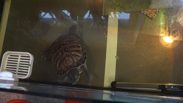 Пресноводная черепаха (красноухая) смотреть онлайн