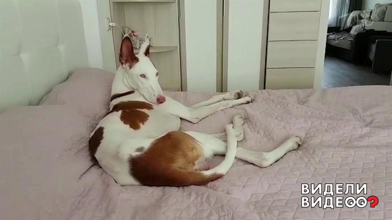 Очень искренний пес. Видели видео? Фрагмент выпуска от 15.12.2019