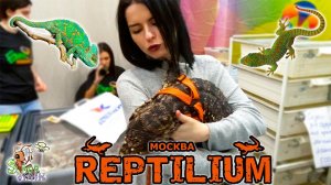 РЕПТИЛИУМ 2021 осень ● Змеи, ящерицы, пауки, люди и не только