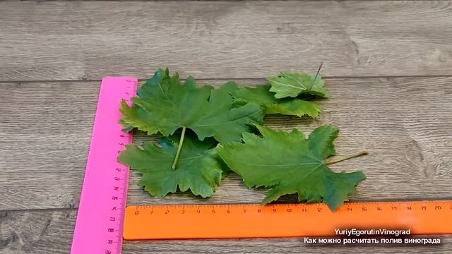 ? Как ПОЛИВАТЬ винограда СРАЗУ после ЦВЕТЕНИЯ. Сколько воды ТРЕБУЕТ ОДИН КУСТ? 2 ТОННЫ в год? смотреть онлайн