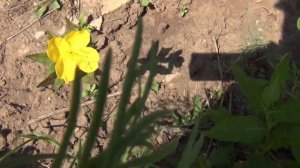 ПЕРВЫЕ ОГУРЦЫ   ПОКРАСОЧНЫЕ РАБОТЫ