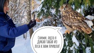 Сова Ёлка позирует под ёлкой. Мы успели на фотосессию до заката. Котёнок Пуша подружилась с Боней