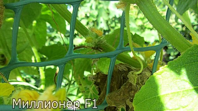 Огурцы сорта МИЛЛИОНЕР F1 смотреть онлайн