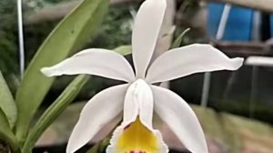 Cattleya Arcadio Arosemena