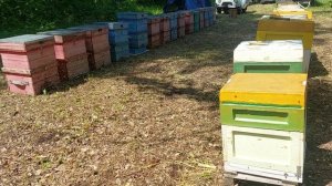 Медведь на пасике.