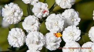 Тысячелистник птармика Вайт Перл (white pearl) ? обзор: как сажать, саженцы тысячелистника Вайт Пер