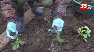 Посадка капусты в грунт