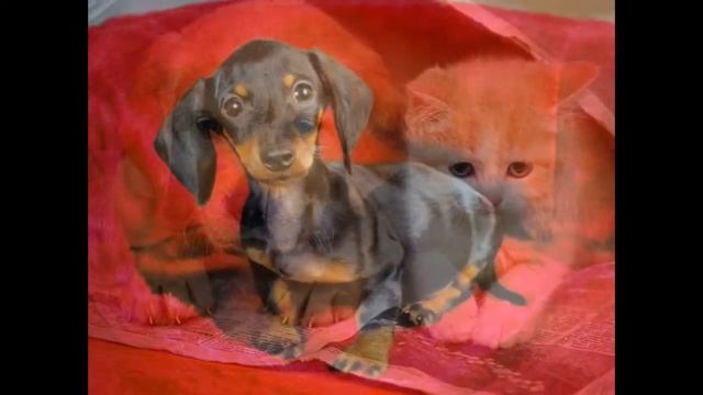 Самые красивые животные смотреть онлайн