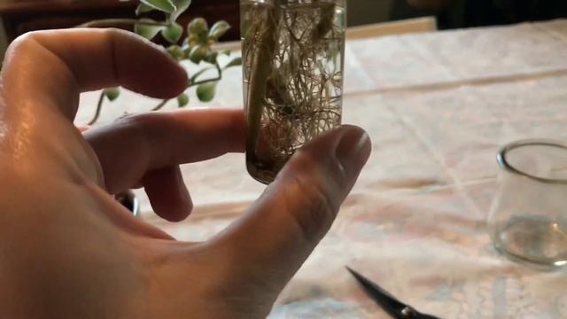 Trimming and Propagating of my Aeonium decorum Variegata смотреть онлайн
