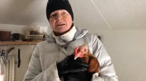 Почему лысеют куры несушки.