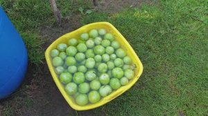 Спасаем плоды томатов Уникальным и простым способом от почернения.