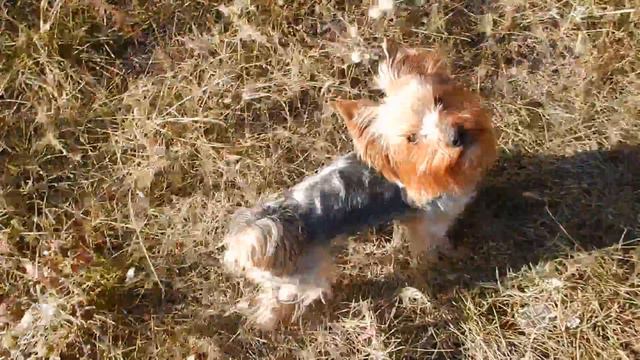 Йоркширский терьер Мичи смотреть онлайн