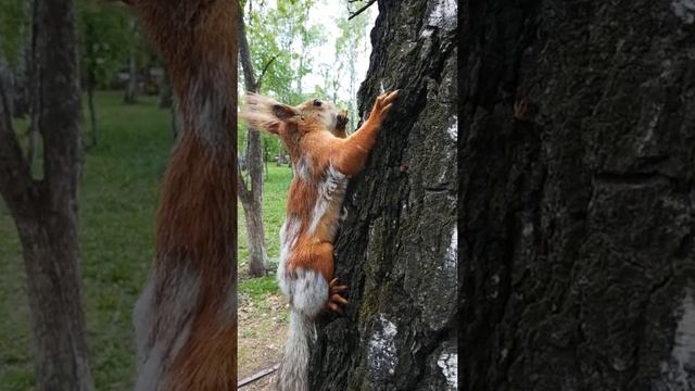 Белочка ест одной лапкой#nature#animals#животные#белка#squirrel